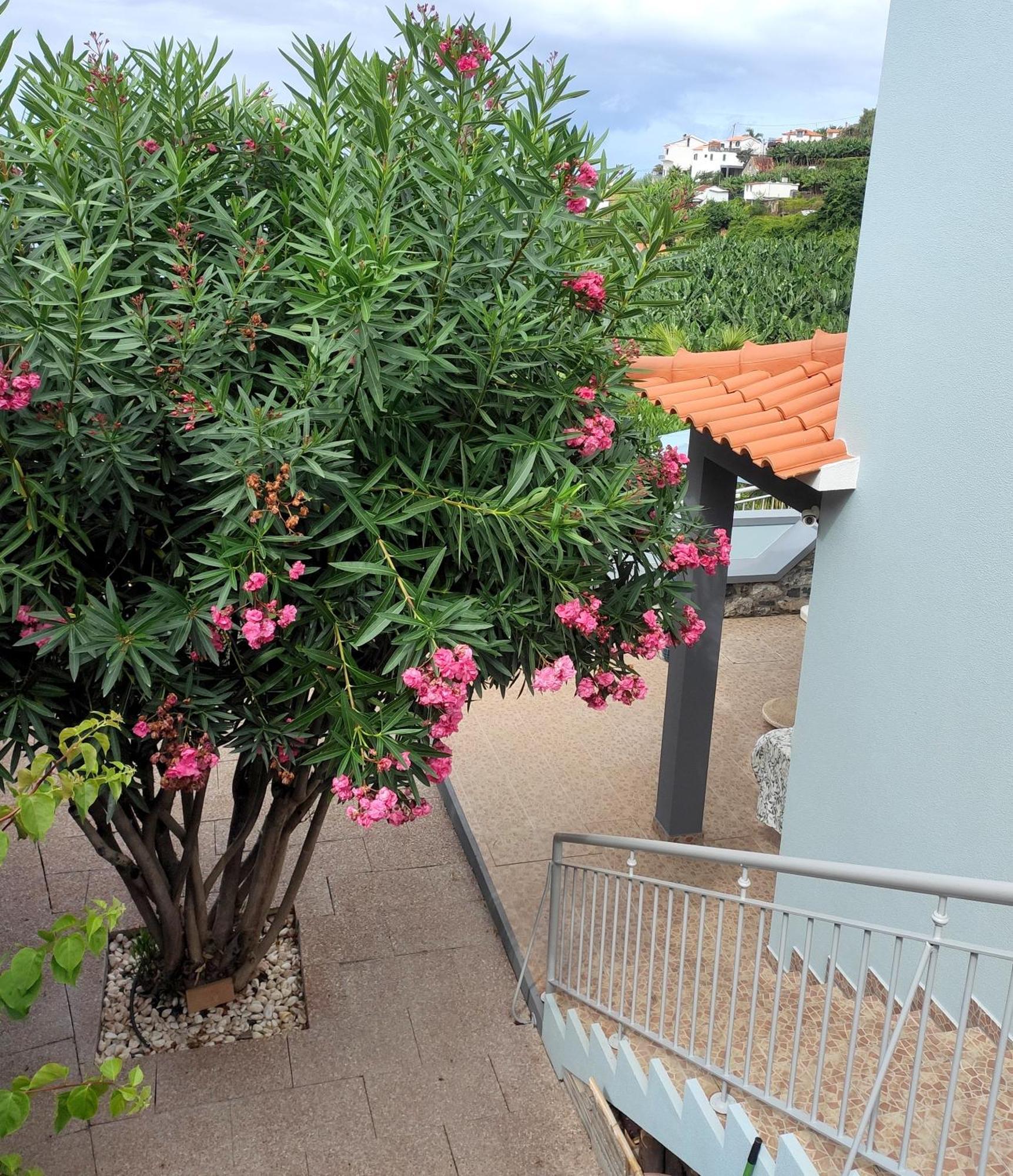 Bluegreen Hotel Arco da Calheta  Bagian luar foto